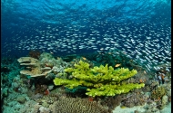 Pristine Reefs in Eastern Fields, Papua New Guinea